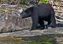 Ursus americanus